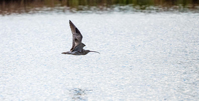 Curlew