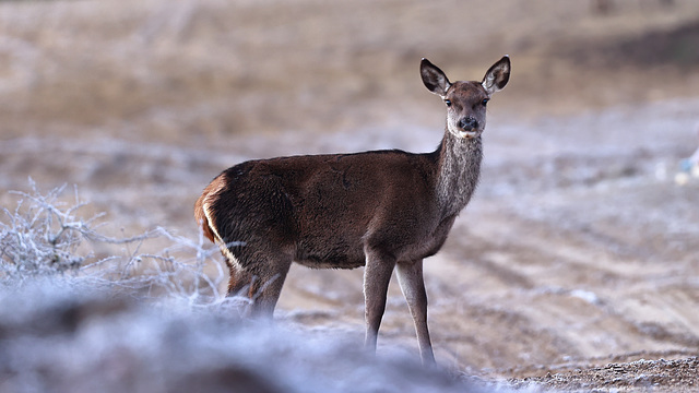 Biche à l'entrée de la forêt de Fontainebleau...