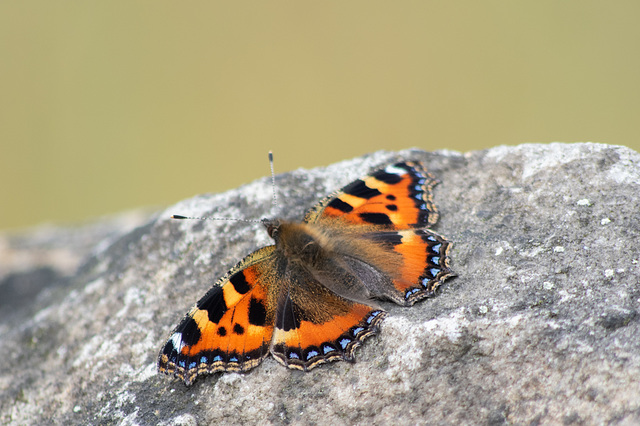 Small Tortoiseshell open on stone