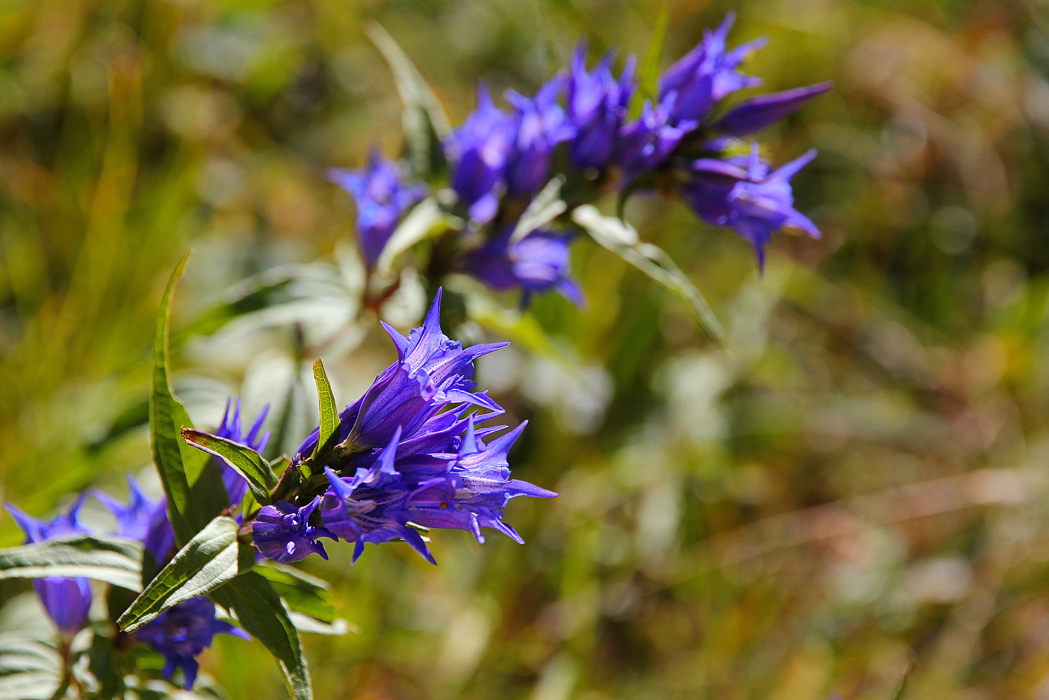 Schwalbenwurz-Enzian (Gentiana asclepiadea) (PicinPic)