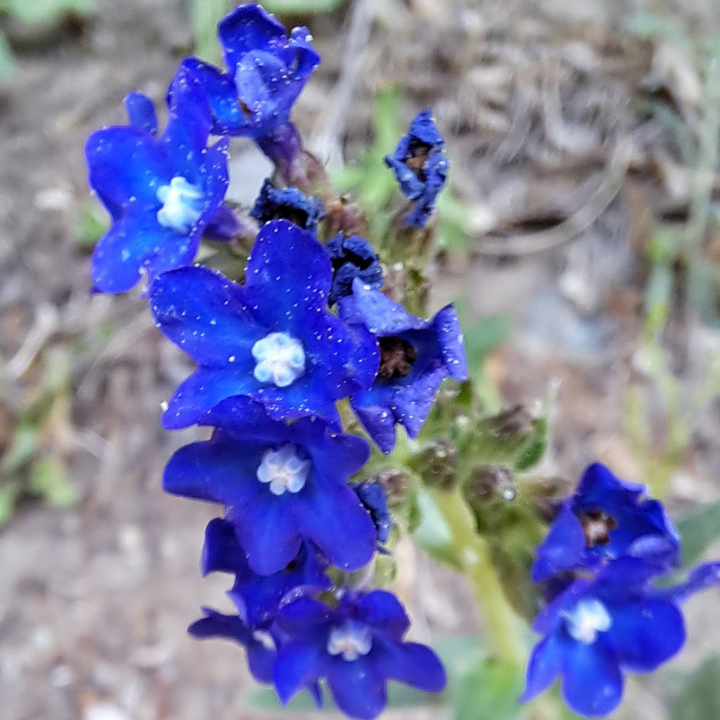 Gemeine Ochsenzunge (Anchusa officinalis)