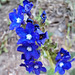 Gemeine Ochsenzunge (Anchusa officinalis)