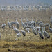 Sandhill cranes at Noxubee NWR