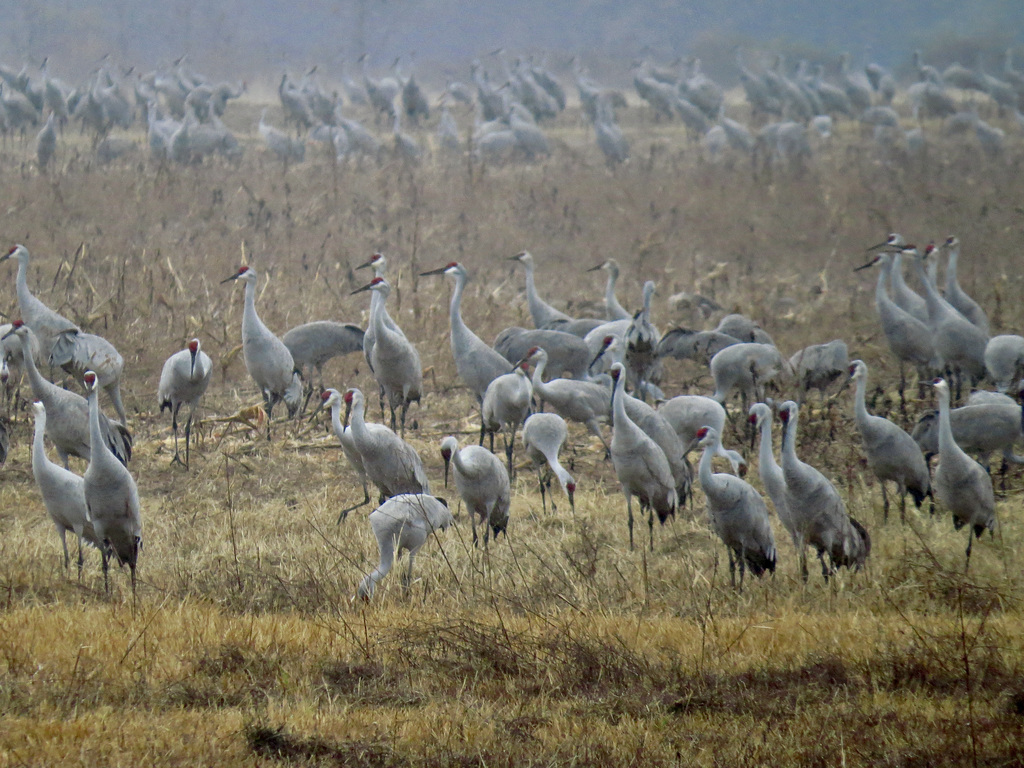 Sandhill cranes at Noxubee NWR