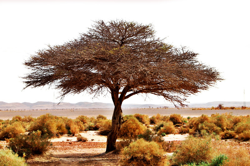 Arbre dans le Sahara Algérien au sud-est de Adrar.