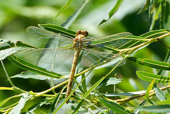 Small Pincertail f teneral (Onychogomphus forcipatus) 15