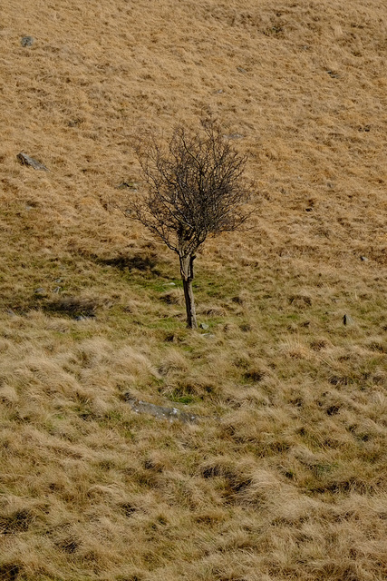 hidden tree