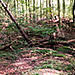 20141011 008HPw [D~SHG] Wald, Wesergebirge, Rinteln