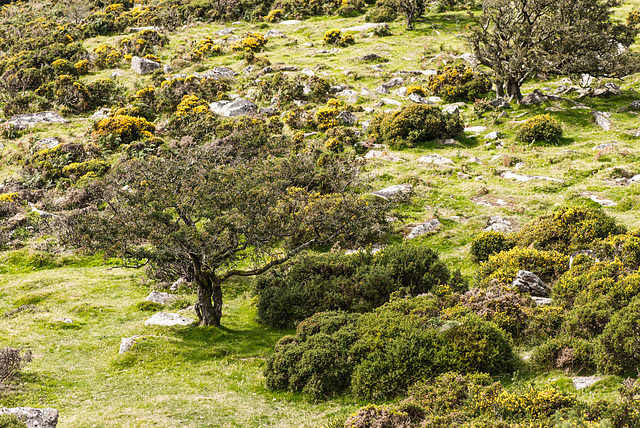 Dartmoor - 20150831