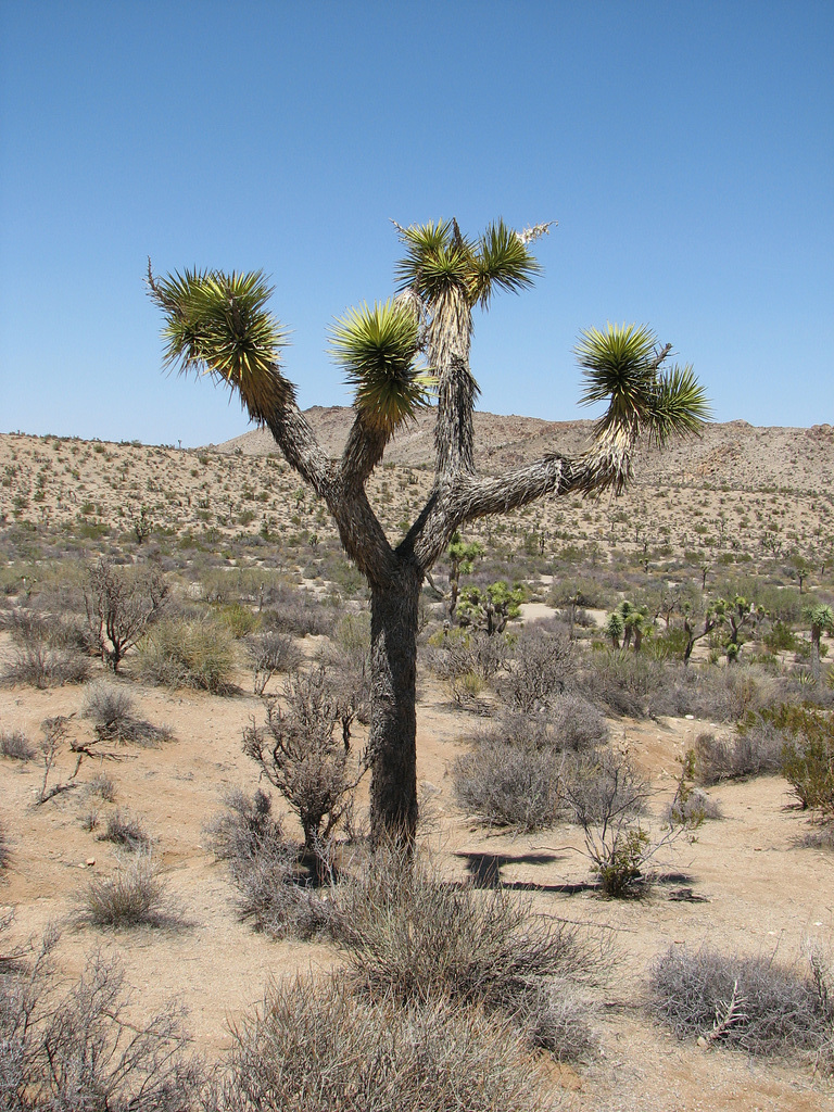 Yucca Tree at Joshua Tree National Park