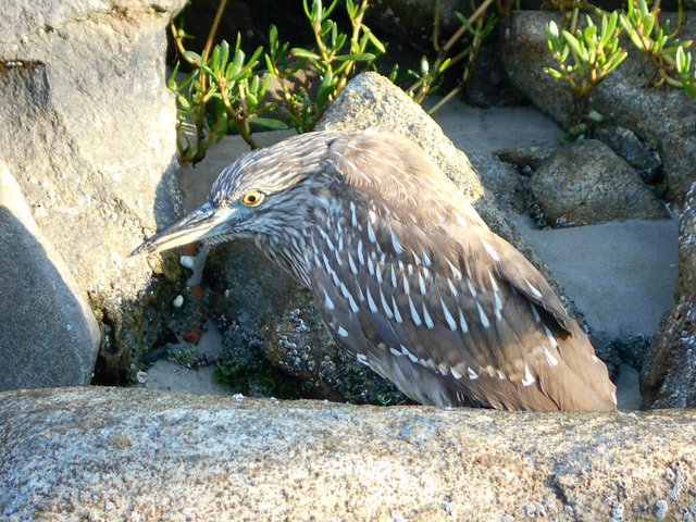 DSCN5990 - Savacu juvenil Nycticorax nycticorax, Ardeidae