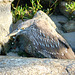 DSCN5990 - Savacu juvenil Nycticorax nycticorax, Ardeidae