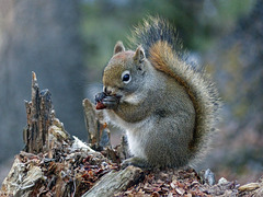 Feasting on cone seeds