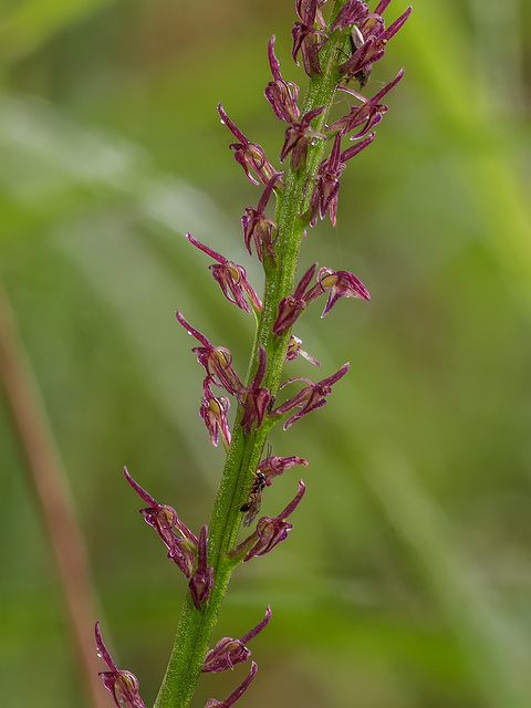 Malaxis porphyrea (Purple Malaxis orchid)