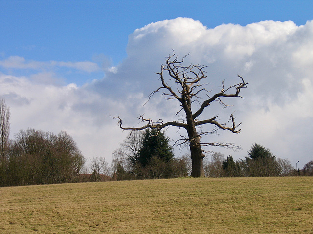 Dead tree viewed from the Staffs and Worcs Canal at Stourton Junction
