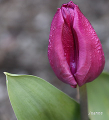 tulipe de mon jardin