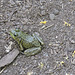 Green Frog