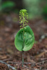 Malaxis unifolia (Green Adder's-mouth orchid)