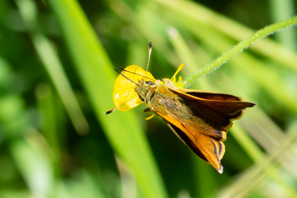 Essex Skipper-DSA 6770