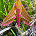 Elephant Hawk Moth