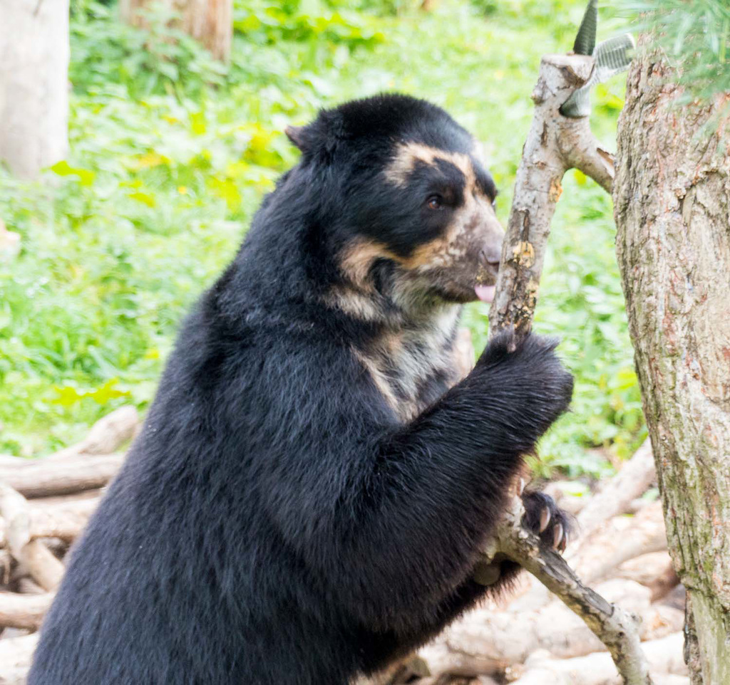 Spectacled bear