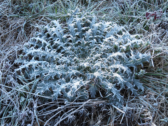 Frost on thistle