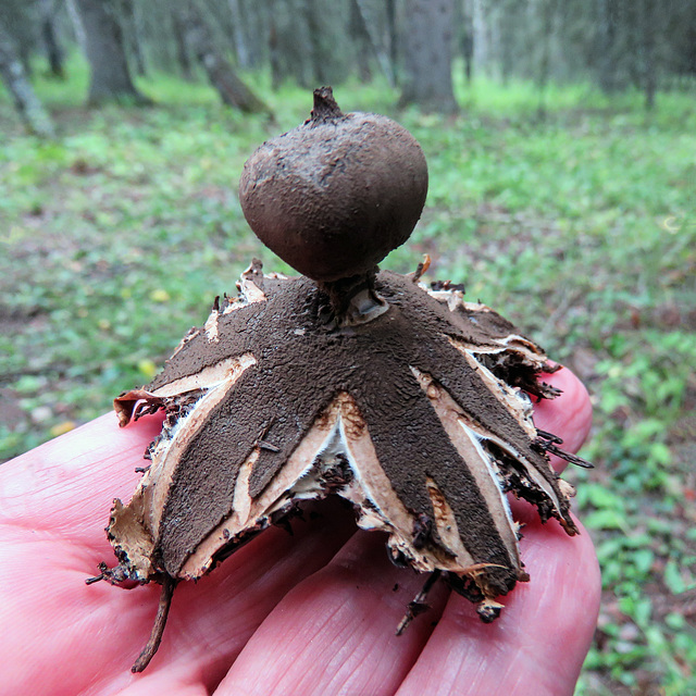 Sitting Earthstar / Geoastrum sessile