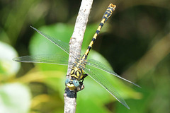 Small Pincertail m (Onychogomphus forcipatus) 13