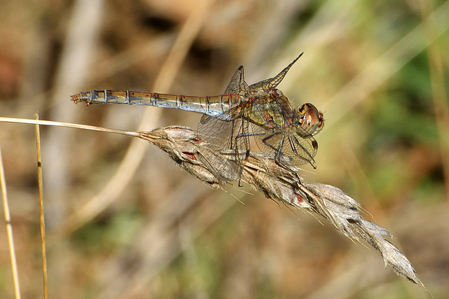 Common Darter f (Sympetrum striolatum)