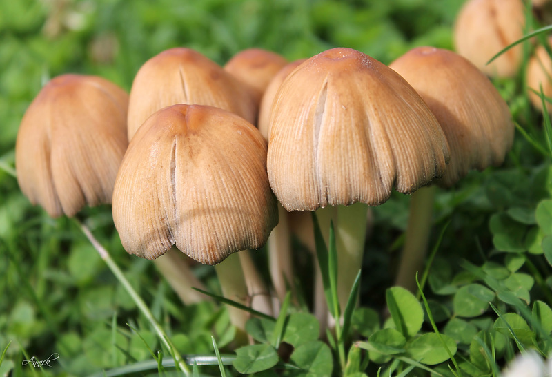 Coprinus micaceus (Coprin micacé) :   Très commun en touffes, sur souches ou bois pourri de feuillus.