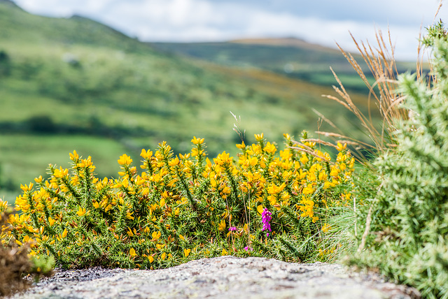 Dartmoor - 20150831