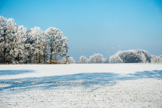 White trees