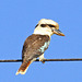 Laughing Kookaburra