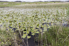 Clachtoll lochan with water lilies