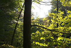 Im herbstlichen Gegenlicht