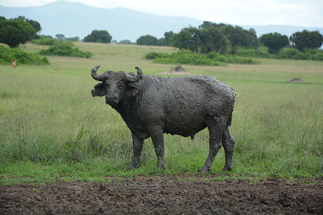 Uganda, Buffalo in the Mud