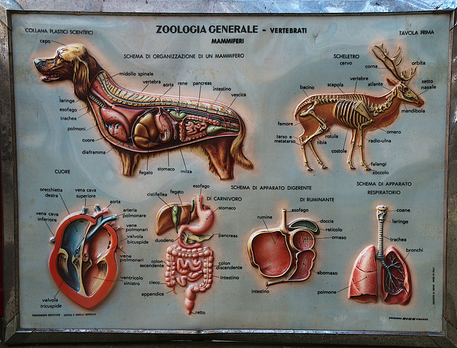 Anatomie animale en relief