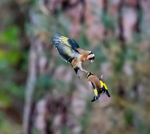 Goldfinch tiff
