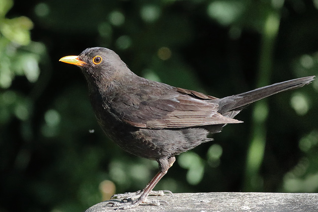 EOS 90D Peter Harriman 07 47 24 67218 blackbird dpp