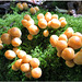 Orange Fungi