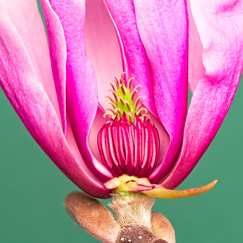 Magnolia Macro (+PiP)