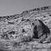 Boulder Field