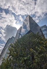 Arbre et nuages / Clouds above tree in the city