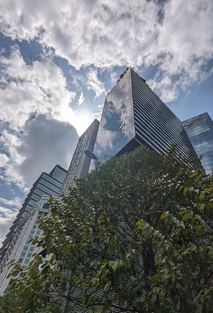 Arbre et nuages / Clouds above tree in the city