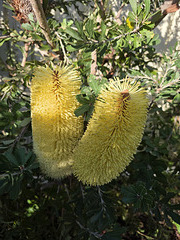 Banksia Banksia