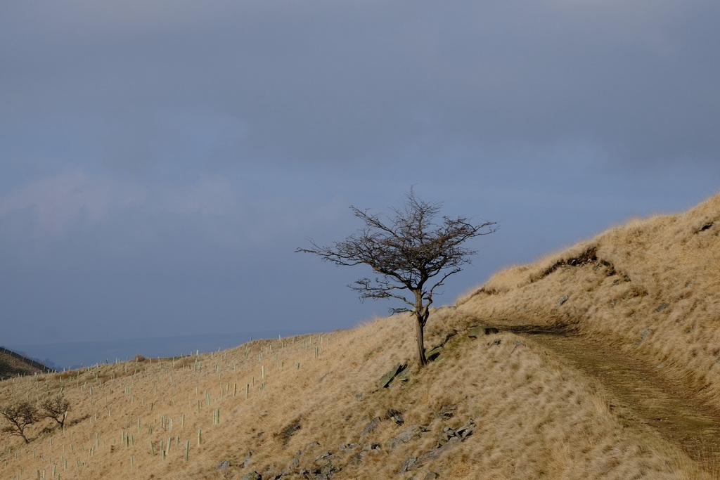 That very popular tree