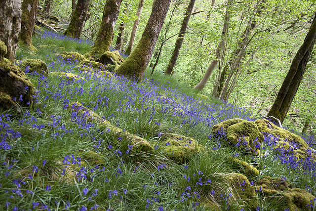 Moss, Boulders & Bluebells