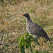 Ruĝbeka frankolino. Okavango - Delto