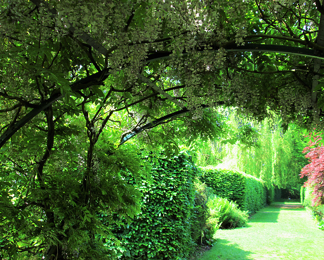 Wysteria arch.