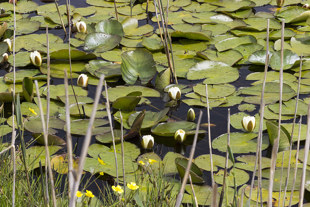 Clachtoll lochan with water lilies 2